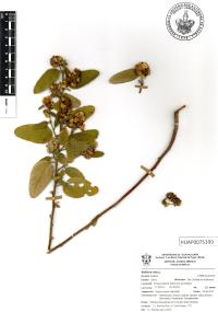 Waltheria indica image