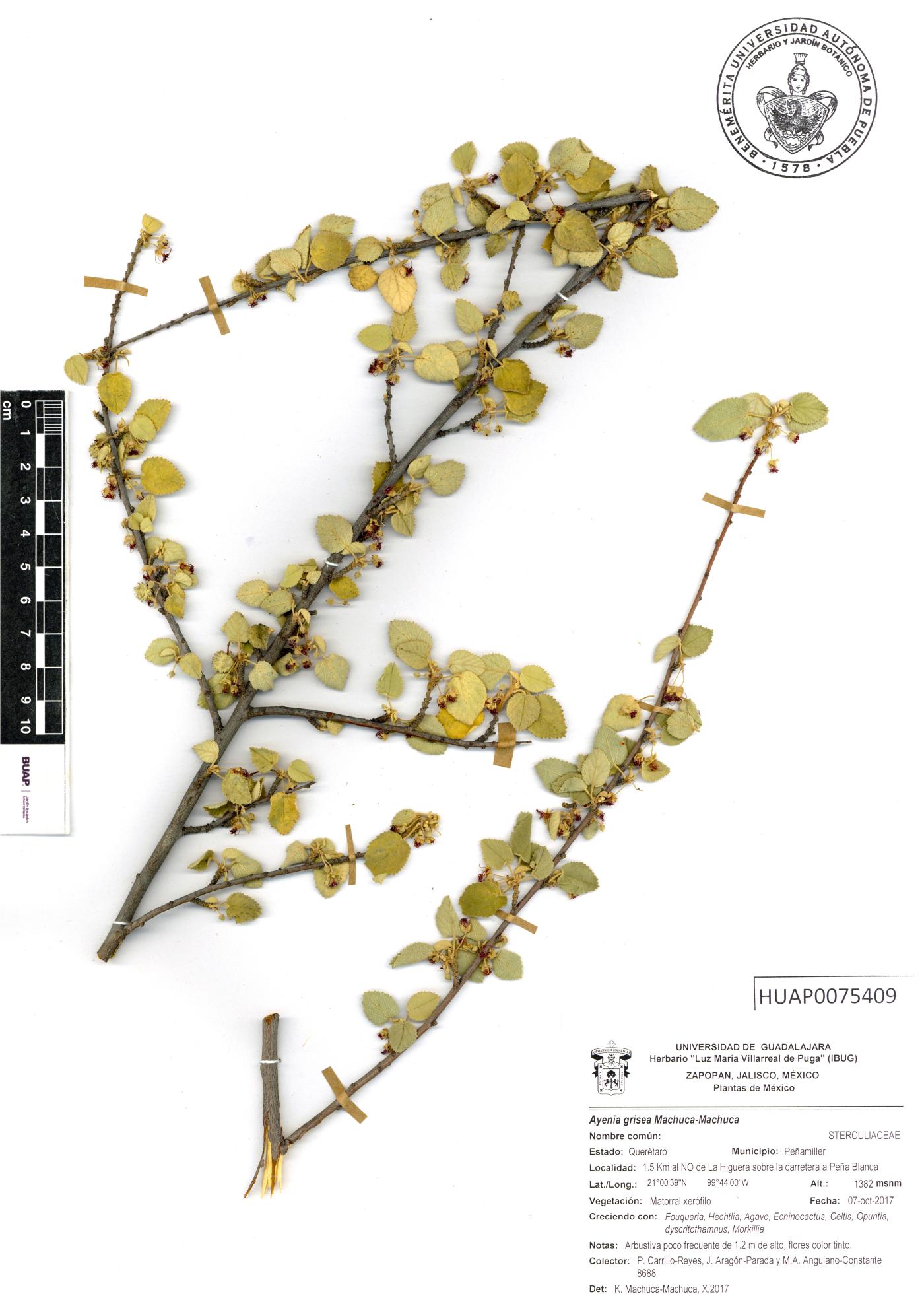Ayenia grisea image