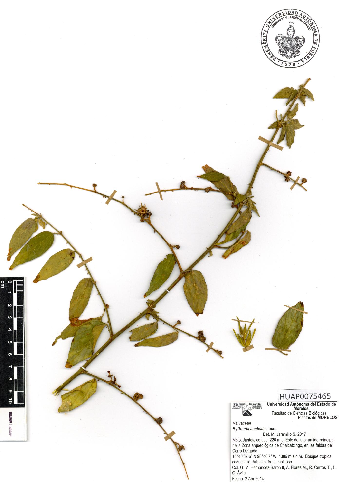Byttneria aculeata image