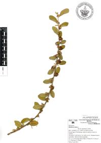 Waltheria indica image