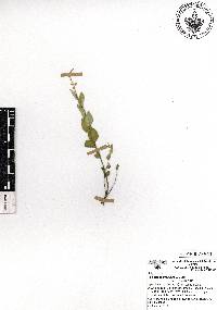 Polygala appressipilis image