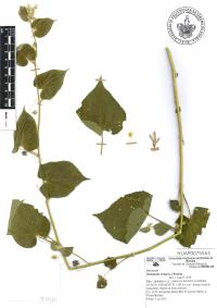 Herissantia crispa image