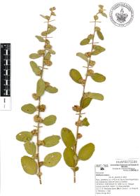 Waltheria indica image