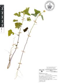 Anoda crenatiflora image