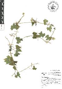 Gronovia scandens image