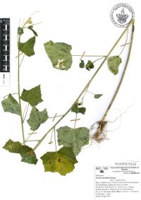 Anoda crenatiflora image