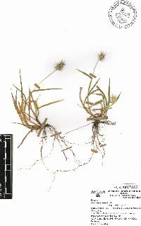 Cenchrus pilosus image