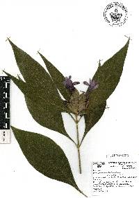 Barleria oenotheroides image