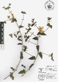 Mentzelia hispida image