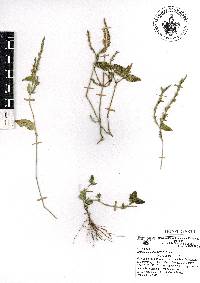 Justicia hilsenbeckii image