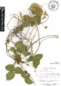 Calopogonium mucunoides image