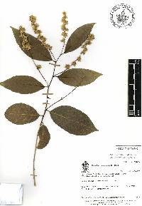 Homalium racemosum image
