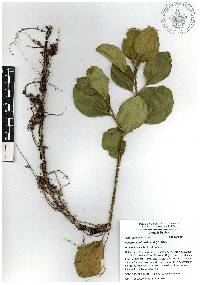 Peperomia obtusifolia image