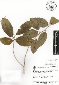 Homalium racemosum image
