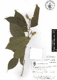Homalium racemosum image