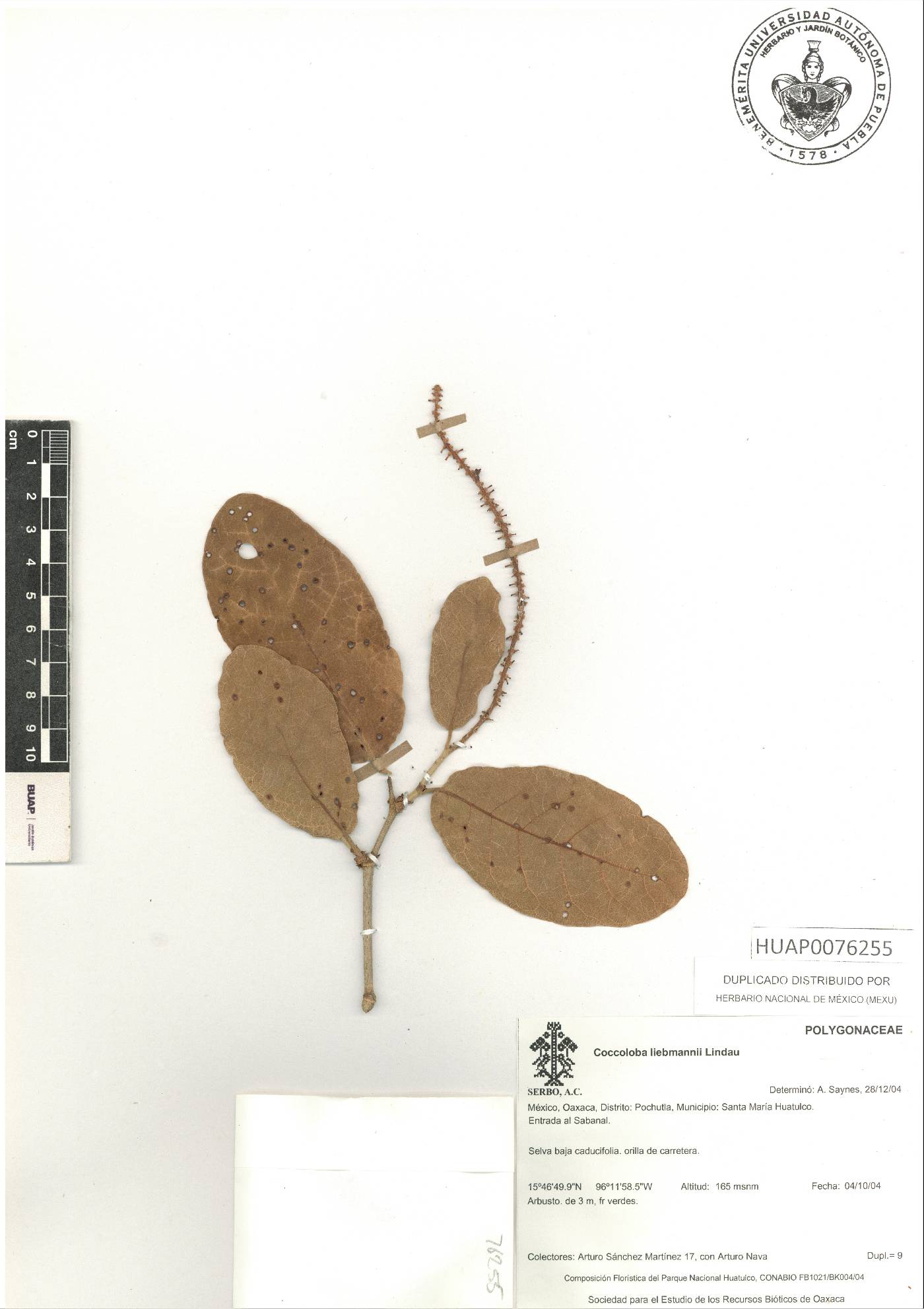 Coccoloba liebmannii image