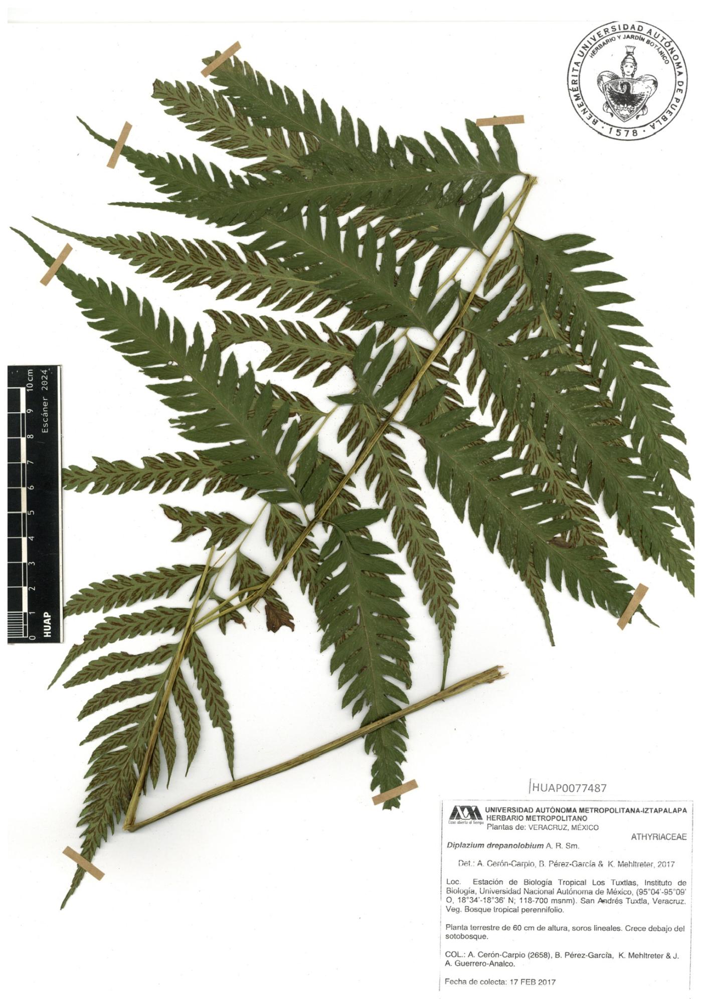 Diplazium drepanolobium image