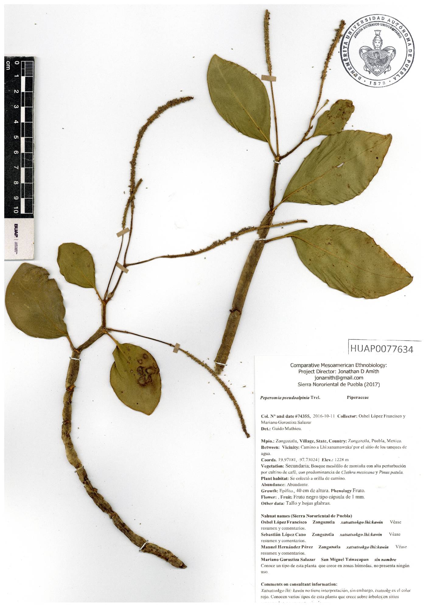 Peperomia pseudoalpina image