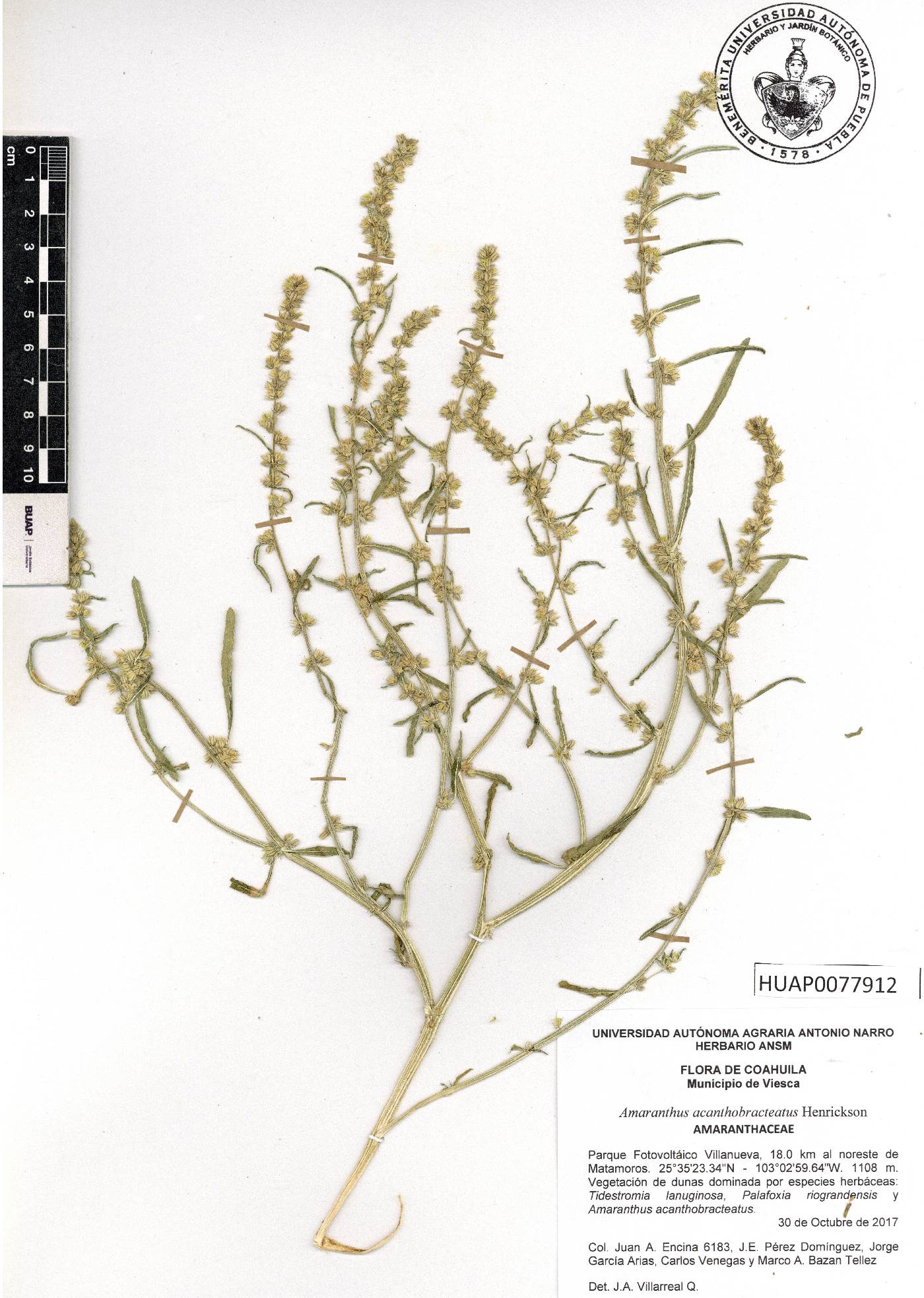 Amaranthus acanthobracteatus image