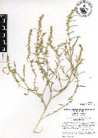 Image of Amaranthus acanthobracteatus
