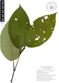Piper lapathifolium image