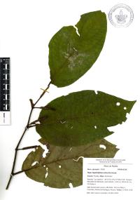 Piper lapathifolium image