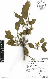 Wimmeria lanceolata image
