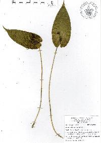Pleurothallis cardiothallis image