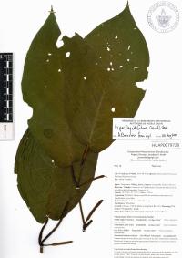 Piper lapathifolium image