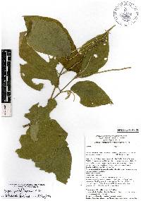 Piper pseudofuligineum image