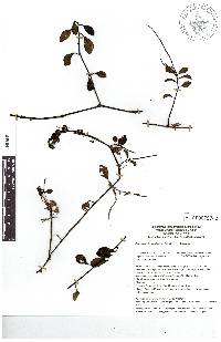 Peperomia glabella image