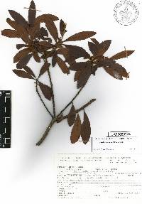 Morella lindeniana image