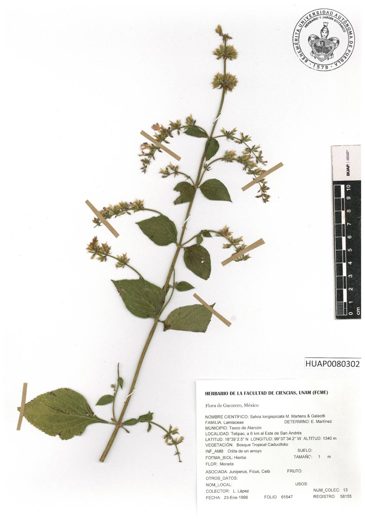 Salvia longispicata image