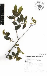 Cordia oaxacana image