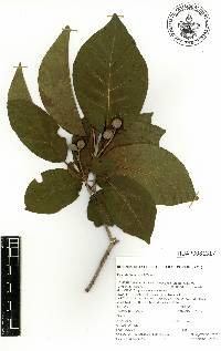 Media resource of Simira rhodoclada