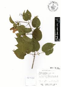 Bignonia diversifolia image