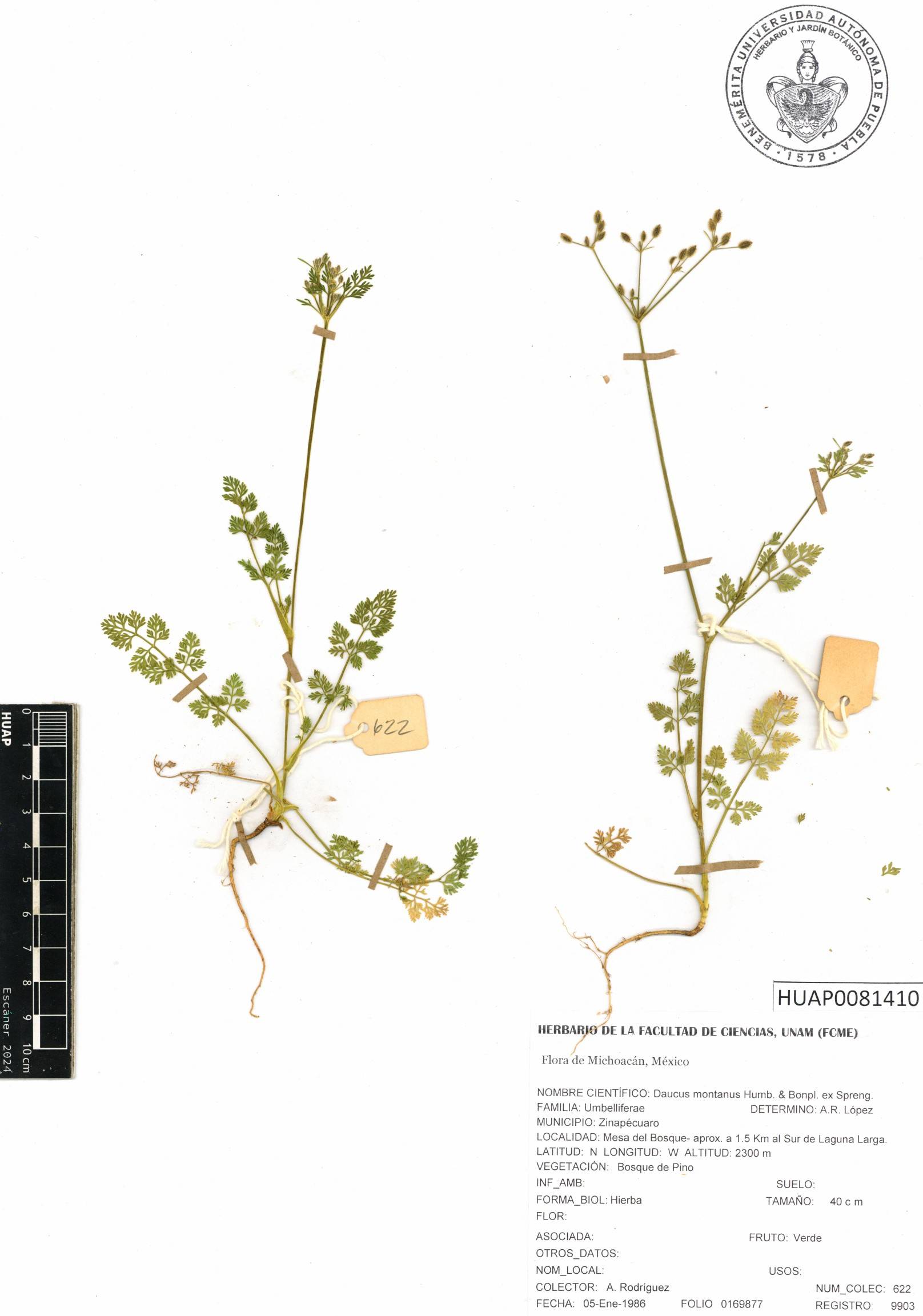 Daucus montanus image