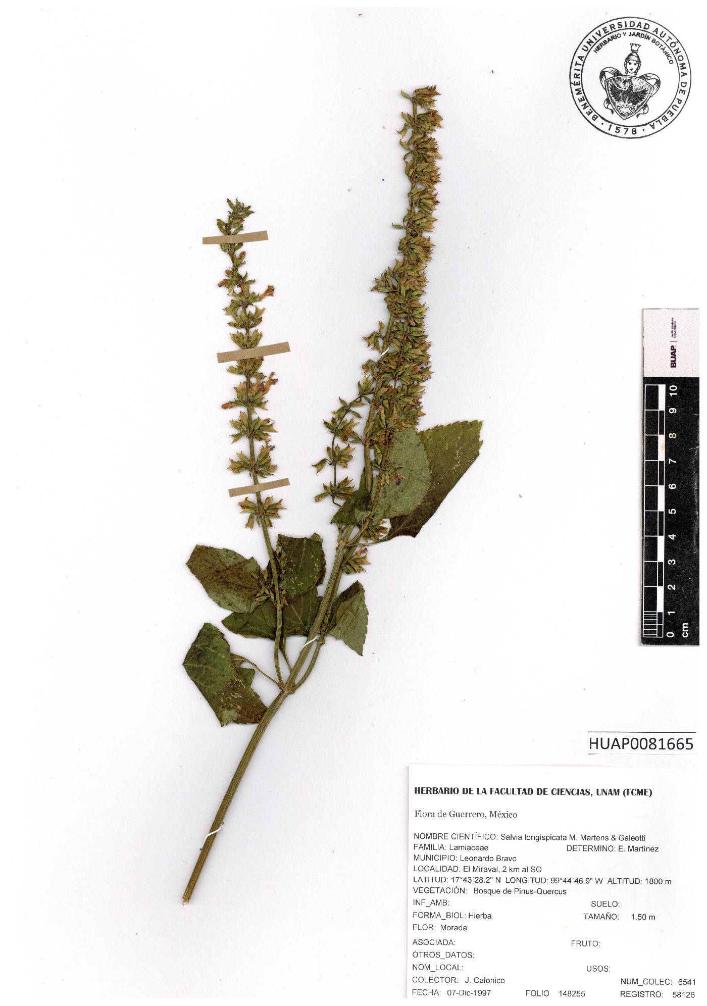 Salvia longispicata image