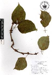 Begonia glabra image