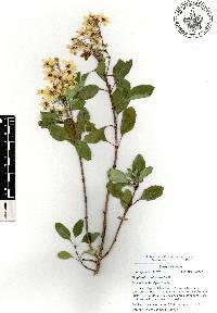 Galphimia paniculata image