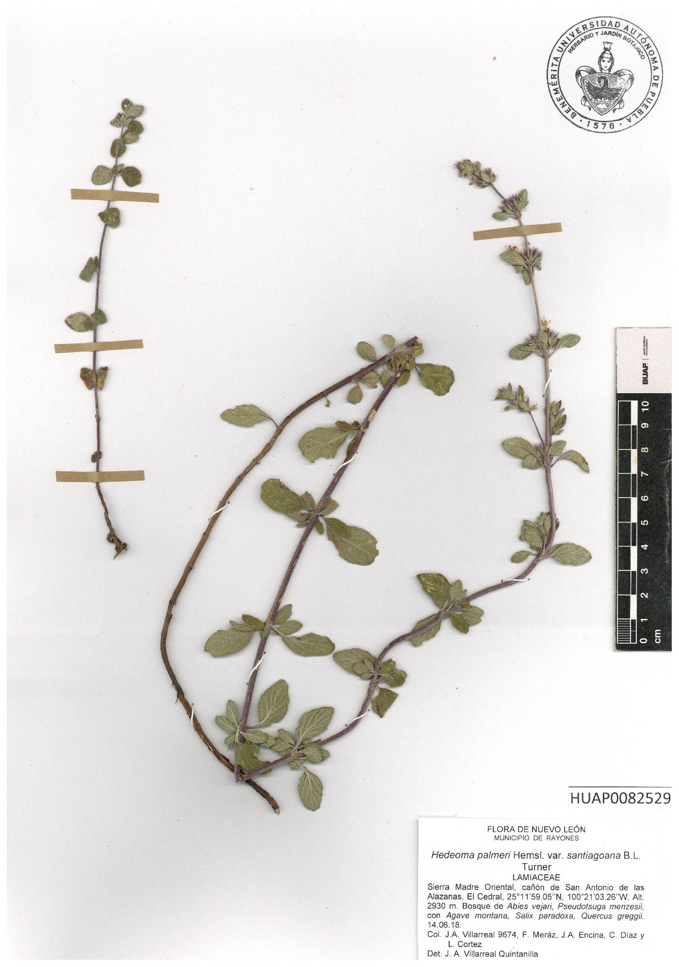 Hedeoma palmeri var. santiagoana image