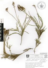 Diphasiastrum thyoides image