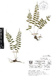 Asplenium auriculatum image