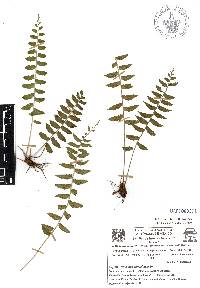 Asplenium auriculatum image