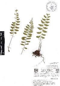 Asplenium auriculatum image