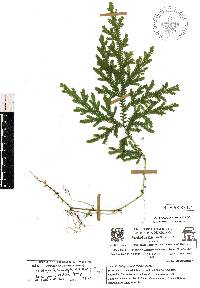 Selaginella stellata image