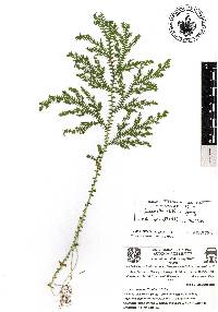 Selaginella stellata image