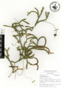 Lycopodium clavatum image