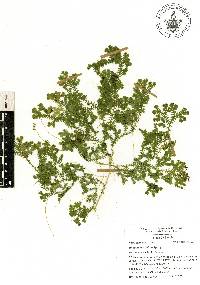 Selaginella stellata image