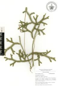 Lycopodium clavatum image
